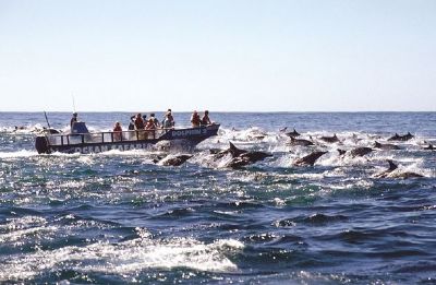Short Dolphin Discovery Cruise for Two Short Dolphin Discovery Cruise for Two